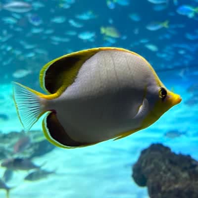 イエローヘッドバタフライフィッシュの写真