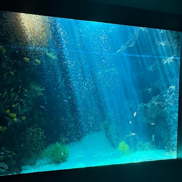 アクアマリンふくしまのサンゴ礁の海をテーマにした巨大水槽の写真