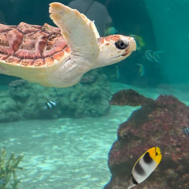 鴨川シーワールドのトロピカルアイランド内にある水槽でウミガメのこどもとスダレチョウチョウウオが泳いでいる様子の写真
