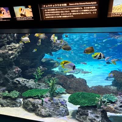 サンシャイン水族館のチョウチョウウオの舞の写真