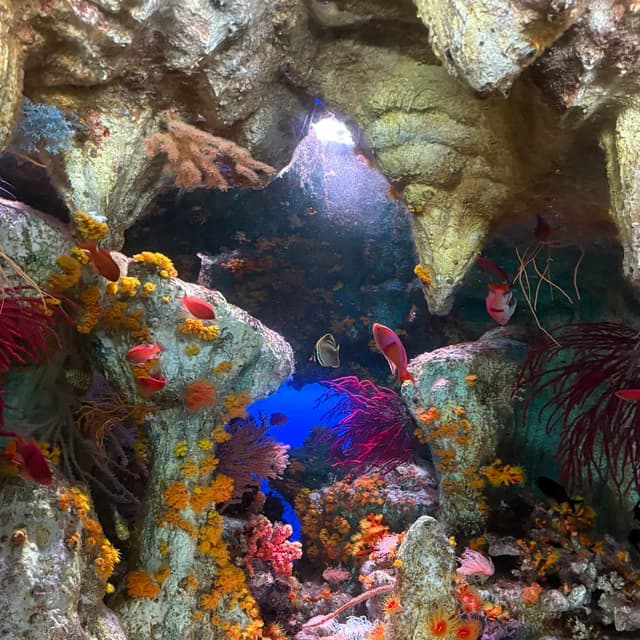 サンシャイン水族館のミカドチョウチョウウオの写真。陰日性サンゴの水槽で岩の間からミカドチョウチョウウオに光が差し込んでいる。