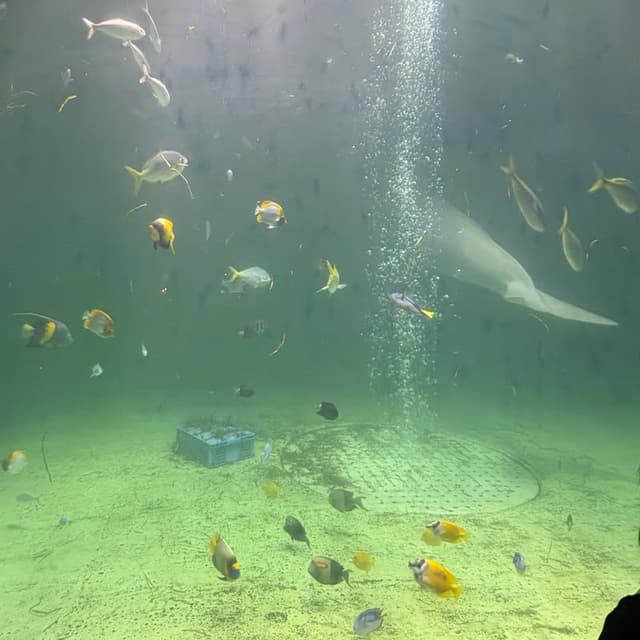 鳥羽水族館のジュゴンとチョウチョウウオが混泳する様子の写真