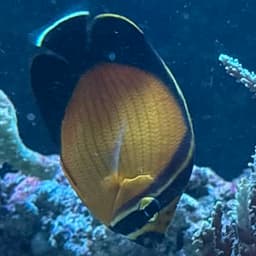 アラビアン・バタフライフィッシュの写真