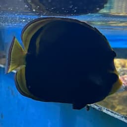 ブラックバタフライフィッシュの写真