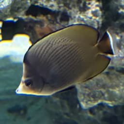 ブラックスポッテッドバタフライフィッシュの写真