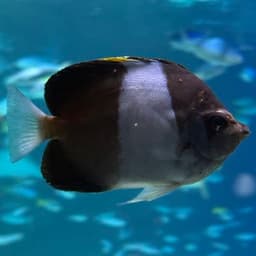 ブラックピラミッドバタフライフィッシュの写真