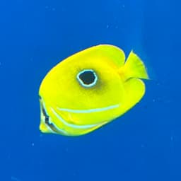 ウミヅキチョウチョウウオの写真