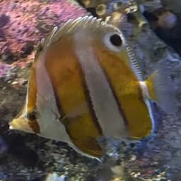 ゲンロクダイの写真