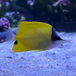 フエヤッコダイの写真