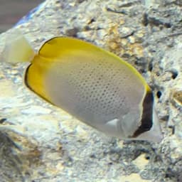 コクテンカタギの写真