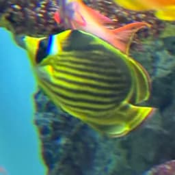 レッドシーラクーンバタフライフィッシュの写真