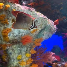 ミカドチョウチョウウオの写真