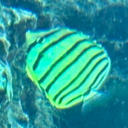 ヤスジチョウチョウウオの写真