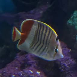 レッドバックバタフライフィッシュの写真