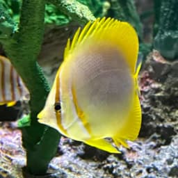 ゴールデンストライプドバタフライフィッシュの写真