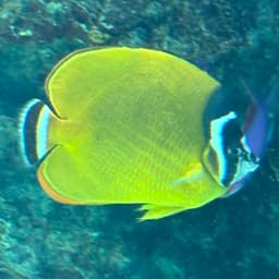 ツキチョウチョウウオの写真