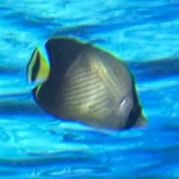 インディアンバガボンドバタフライフィッシュの写真