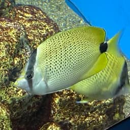 ミレットシードバタフライフィッシュの写真