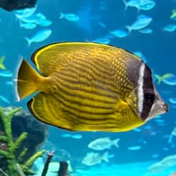 チョウチョウウオの写真