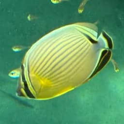 ミスジチョウチョウウオの写真