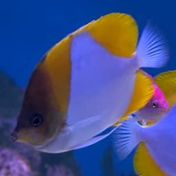 カスミチョウチョウウオの写真