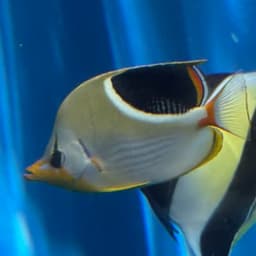 セグロチョウチョウウオの写真