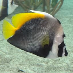 シマハタタテダイの写真