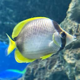 ソマリバタフライフィッシュの写真