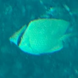 ゴマチョウチョウウオの写真