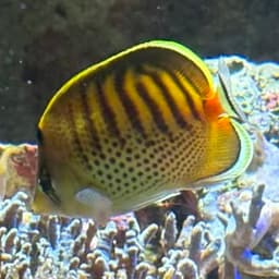 シチセンチョウチョウウオの写真