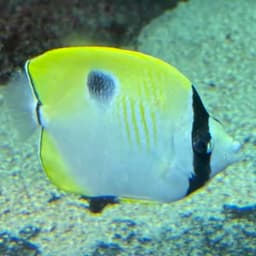 イッテンチョウチョウウオの写真