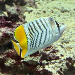 ベニオチョウチョウウオの写真