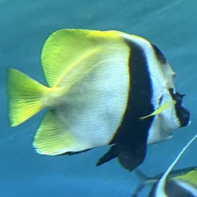 スミツキトノサマダイのみられる水族館 | 水族館ランキング